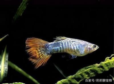 觀賞魚(yú)怕冷嗎？（觀賞魚(yú)怕冷嗎） 豹紋夫魚(yú)苗 第3張