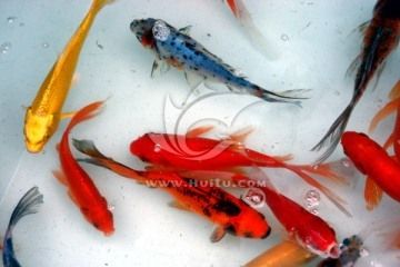 觀賞魚的畫法（關(guān)于觀賞魚的幾種畫法） 野生地圖魚 第3張