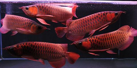 紅龍魚斜著游怎么辦（紅龍魚為什么會(huì)斜著游？） 水族問答