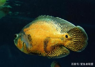 觀賞魚(yú)凸眼病怎么治（凸眼病的治療方法） 文玩 第3張