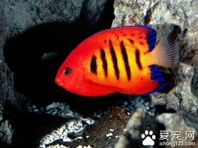 大型熱帶魚（大型熱帶魚的養(yǎng)護(hù)技巧大型熱帶魚的飼養(yǎng)技巧） 其他品牌魚缸 第1張