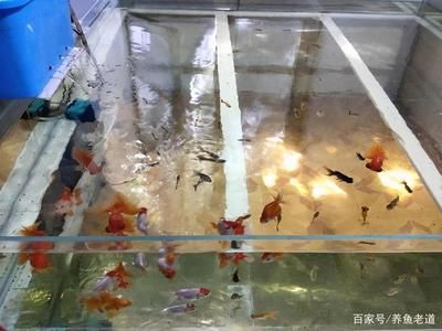 觀賞魚什么時(shí)候買的最好（觀賞魚的選購(gòu)技巧） 七紋巨鯉魚 第3張