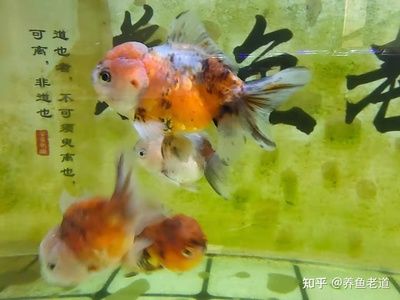 觀賞魚什么時(shí)候買的最好（觀賞魚的選購(gòu)技巧） 七紋巨鯉魚 第4張