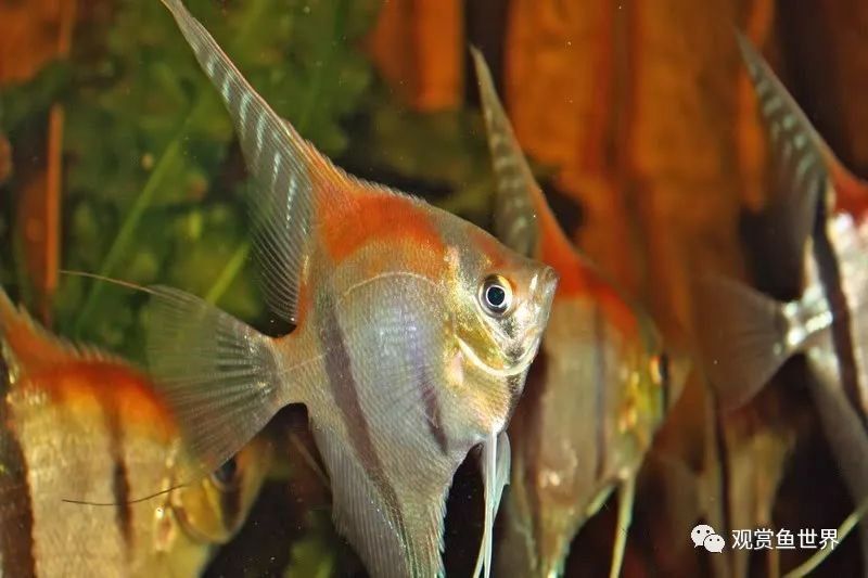 紅背埃及神仙魚（紅背埃及神仙魚是什么？） 魚缸等水族設(shè)備 第2張