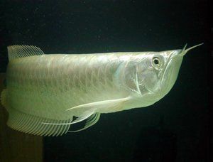 白魚(yú)觀賞魚(yú)是什么魚(yú)種的（白色白色小型觀賞魚(yú)） 垂釣樂(lè)園 第3張