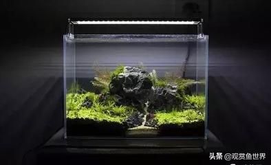 草缸小型觀賞魚（草缸小型觀賞魚推薦） 創(chuàng)寧水族 第1張