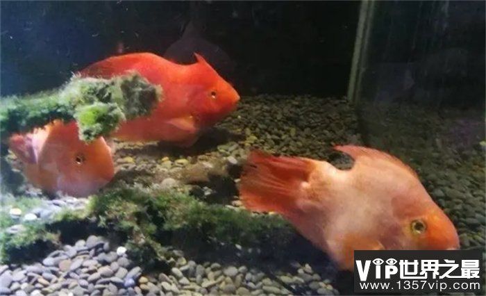 好養(yǎng)活的大型觀賞魚（大型觀賞魚的飼養(yǎng)方法） 招財(cái)戰(zhàn)船魚 第3張