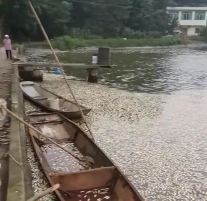 觀賞魚不明原因死亡（觀賞魚死亡可能由多種因素造成觀賞魚的死亡可能與多種因素造成） 紅魔王銀版魚 第3張