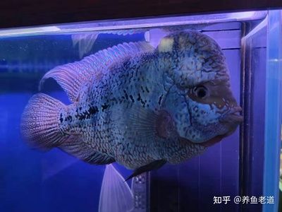 觀賞魚大白片怎么用視頻（如何正確使用大白片） 烏龜 第2張