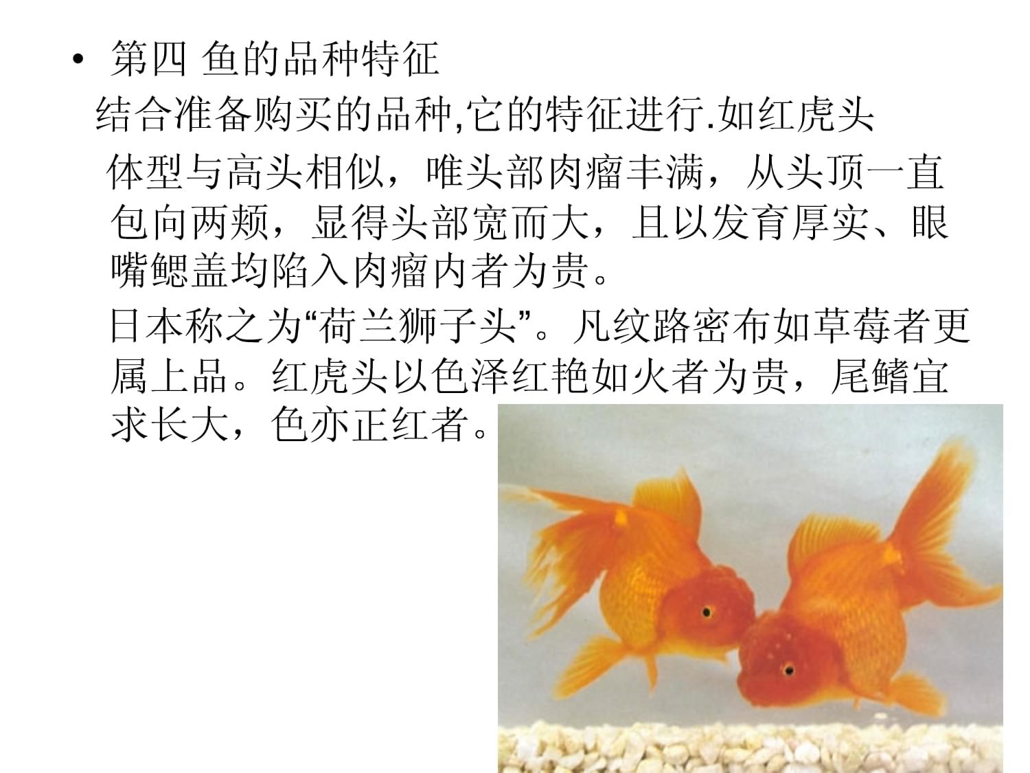 有魚有心情（養(yǎng)魚能靜心,hugo小魔鬼評論：小的那種淘汰了吧）