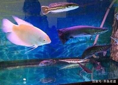 成吉思汗鯊觀賞魚（如何飼養(yǎng)成吉思汗鯊）