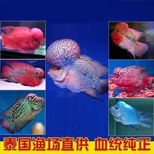 觀賞魚(yú)羅漢魚(yú)苗多少錢(qián)一條?。_漢魚(yú)苗價(jià)格因品種、品質(zhì)、市場(chǎng)走向等因素而異） 黃金貓魚(yú) 第3張