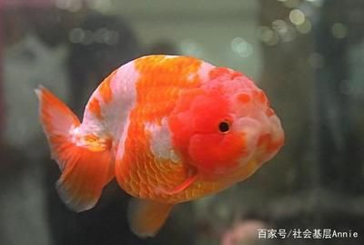 淡水溫帶觀賞魚（淡水觀賞魚的起源）