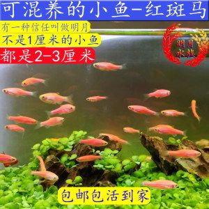 淡水觀賞魚混養(yǎng)方法視頻（淡水觀賞魚混養(yǎng)的基本原則和技巧） 彩鰈魚缸（彩蝶魚缸） 第3張