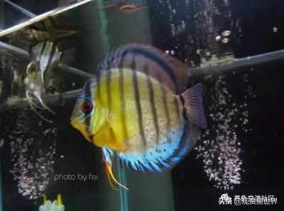 大型觀賞魚種類及圖鑒（大型觀賞魚的養(yǎng)殖技巧大型觀賞魚的養(yǎng)殖技巧大型觀賞魚的選購指南）