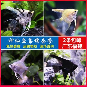 廣東觀賞魚運(yùn)輸公司有哪些（廣東觀賞魚養(yǎng)殖與運(yùn)輸?shù)募夹g(shù)）