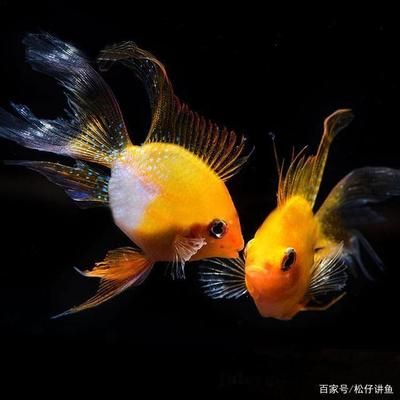 跟人互動(dòng)好的觀賞魚(yú)（如何訓(xùn)練觀賞魚(yú)進(jìn)行互動(dòng)表演） 水族問(wèn)答 第1張