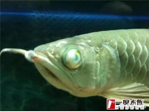 觀賞魚蒙眼怎么看出來（觀賞魚眼部疾病的病理分析觀賞魚眼部疾病的病理分析） 翡翠鳳凰魚 第4張