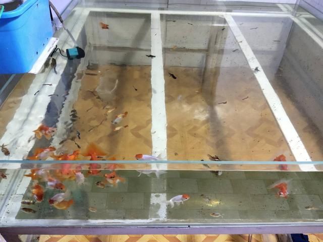 公司觀賞魚死了（公司觀賞魚死亡的原因分析） 帝王血鉆魚 第4張