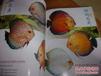 觀賞魚大百科視頻（關(guān)于觀賞魚的一些基本信息） 照明器材 第3張