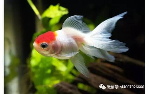 大白魚觀賞魚怎么養(yǎng)殖好吃（大白魚的養(yǎng)殖方法） 委內(nèi)瑞拉奧里諾三間魚 第1張