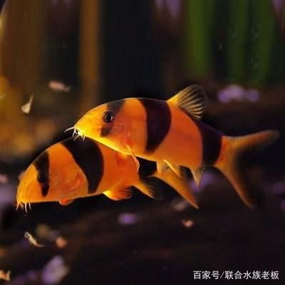 觀賞魚不動了（觀賞魚不動的原因及處理方法：觀賞魚不動的原因及處理方法）