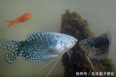 觀賞魚的飼養(yǎng)繁殖視頻（關(guān)于觀賞魚飼養(yǎng)繁殖的知識(shí)）