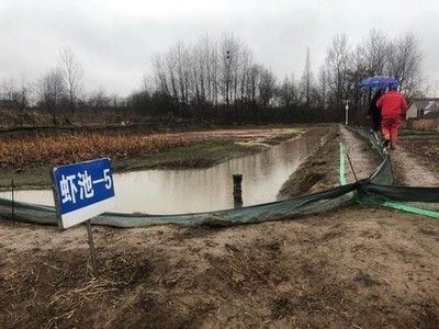 廣東觀賞魚鑒定機構有哪些地方（廣東省內的幾家觀賞魚鑒定機構） 銀河星鉆魚 第3張