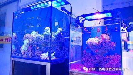 海水觀賞魚(yú)市場(chǎng)（全球觀賞魚(yú)市場(chǎng)的競(jìng)爭(zhēng)格局分析全球觀賞魚(yú)市場(chǎng)的競(jìng)爭(zhēng)態(tài)勢(shì)） 和尚魚(yú) 第1張