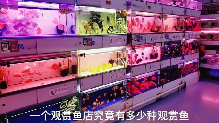 懷仁觀賞魚店有哪些品種的（懷仁市觀賞魚店） 魚缸清潔用具 第2張