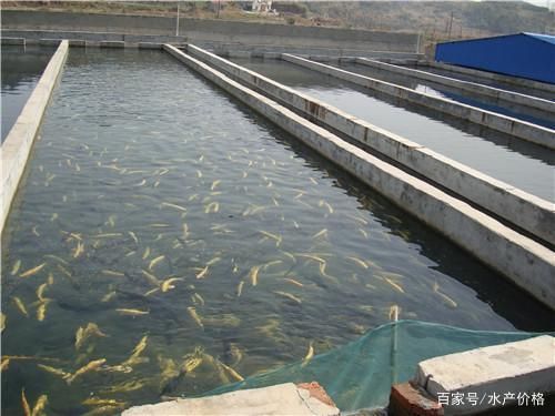 觀賞魚(yú)浮水面為什么浮不起來(lái)（觀賞魚(yú)浮水面怎么辦）