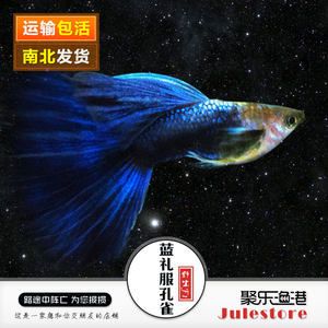 觀賞魚快遞不給發(fā)貨怎么辦視頻（觀賞魚不能通過(guò)快遞進(jìn)行運(yùn)輸嗎？） 南美異型魚 第3張