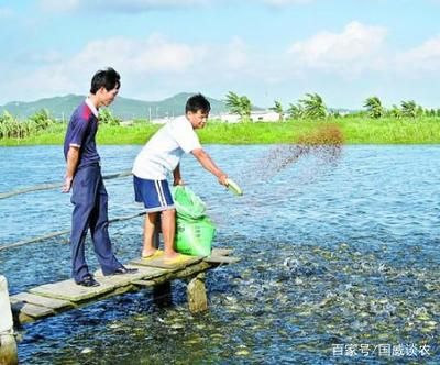 觀賞魚銷售屬于什么稅收（寵物經(jīng)濟與稅收政策的關(guān)系寵物經(jīng)濟與稅收優(yōu)惠政策的關(guān)系） 白子銀版魚 第1張