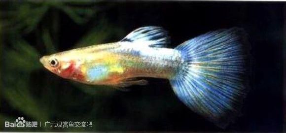 觀賞魚吧 貼吧（關于觀賞魚吧） 龍魚芯片掃碼器 第2張