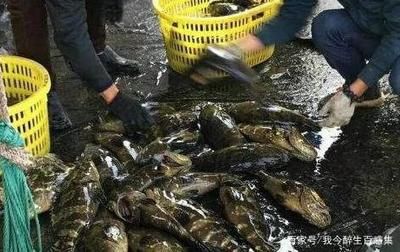 黑云魚為什么養(yǎng)的人不多（黑云魚的人工繁殖能力相對較弱、繁殖能力較弱、繁殖能力較高） 和興紅龍 第3張