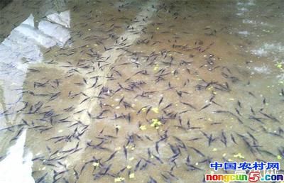 黑云魚為什么養(yǎng)的人不多（黑云魚的人工繁殖能力相對較弱、繁殖能力較弱、繁殖能力較高） 和興紅龍 第2張