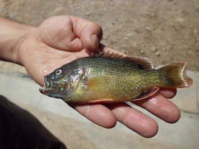 北美洲觀賞魚(yú)有哪些（北美洲的觀賞魚(yú)種類(lèi)） 馬來(lái)西亞咖啡 第3張