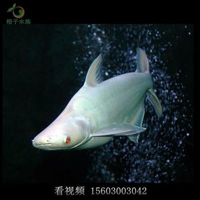 大白鯊魚(yú)觀賞魚(yú)（觀賞大白鯊魚(yú)需要注意其特殊的飼養(yǎng)需求和潛在的風(fēng)險(xiǎn)）