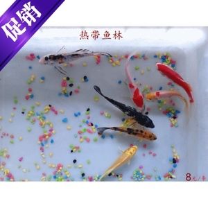 關(guān)于觀賞魚的淘寶好評（淘寶店鋪信譽(yù)解析淘寶店鋪的好評率只是信譽(yù)的一部分）