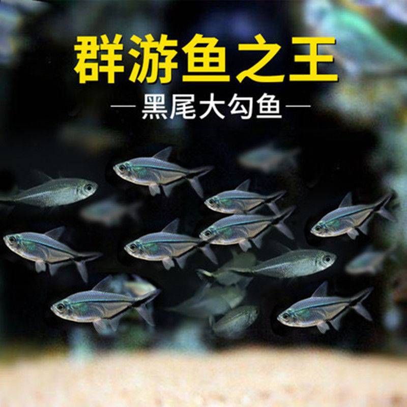 觀賞魚什么魚可以混養(yǎng)（關(guān)于觀賞魚混養(yǎng)的建議） 蝴蝶鯉 第3張