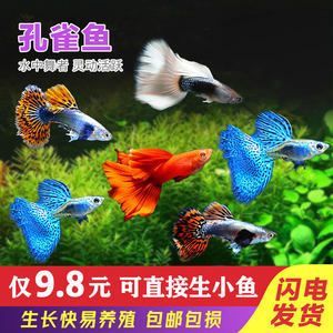 蝴蝶鳳尾魚(yú)觀賞魚(yú)（珊瑚礁生態(tài)揭秘珊瑚礁生態(tài)揭秘蝴蝶鳳尾魚(yú)和鳳尾魚(yú)的飼養(yǎng)技巧）