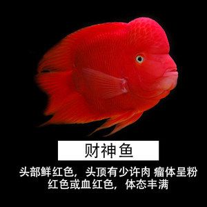 財(cái)神鸚鵡魚價(jià)格（財(cái)神鸚鵡魚價(jià)格信息：15元到20元左右財(cái)神鸚鵡魚價(jià)格信息）