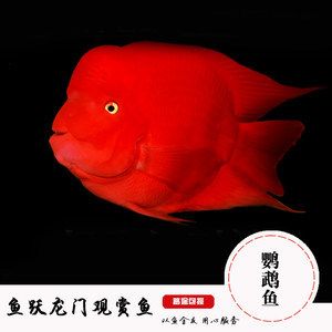 財(cái)神鸚鵡魚價(jià)格（財(cái)神鸚鵡魚價(jià)格信息：15元到20元左右財(cái)神鸚鵡魚價(jià)格信息）