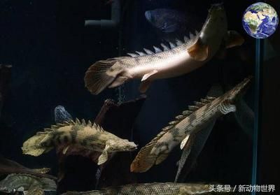 觀賞魚(yú)活化石（觀賞魚(yú)活化石是一些古老外貌和生存方式的觀賞魚(yú)活化石） 祥龍魚(yú)場(chǎng) 第1張