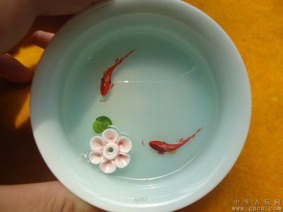 觀賞魚拍賣平臺（觀賞魚拍賣平臺對社會影響） ?；?異型虎魚/純色虎魚 第4張