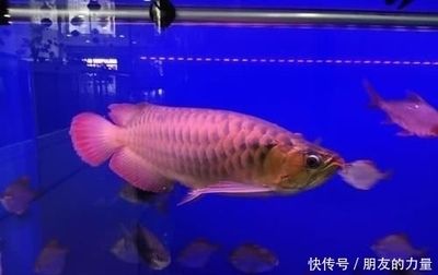 觀賞魚(yú)多久喂一次食喂多少（觀賞魚(yú)喂食頻率和量的確定）