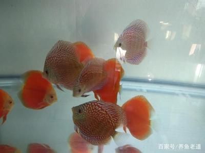 觀賞魚(yú)多久喂一次食喂多少（觀賞魚(yú)喂食頻率和量的確定）