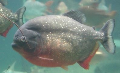 大型魚類（寧德大黃魚養(yǎng)殖產(chǎn)量位居全國之首寧德大黃魚養(yǎng)殖產(chǎn)量位居全國之首）