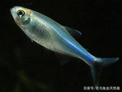 比較活躍的觀賞魚有哪些（觀賞魚的發(fā)展趨勢觀賞魚的發(fā)展趨勢觀賞魚的發(fā)展趨勢）