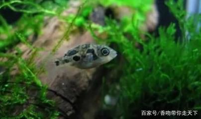 比較活躍的觀賞魚有哪些（觀賞魚的發(fā)展趨勢觀賞魚的發(fā)展趨勢觀賞魚的發(fā)展趨勢）